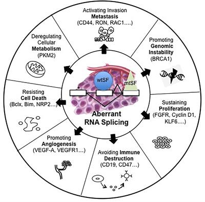 Circular RNAs and RNA Splice Variants as Biomarkers for Prognosis and Therapeutic Response in the Liquid Biopsies of Lung Cancer Patients